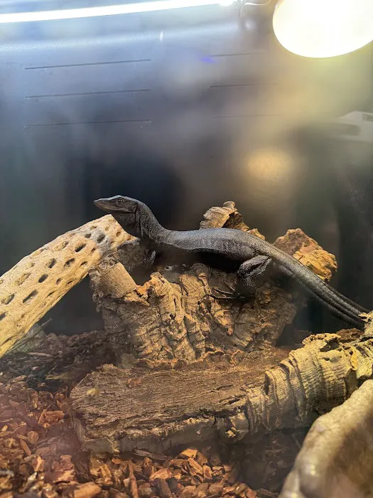 Gx3 Reptiles and Exotic Pets Picture 10