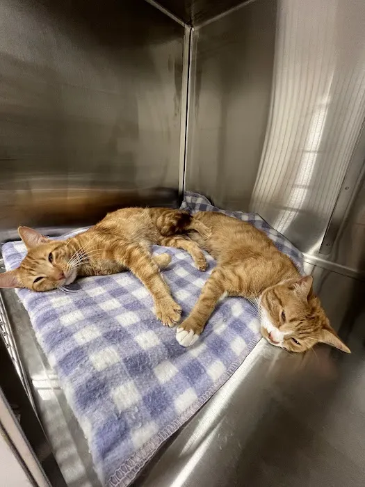 Pine Woods Animal Hospital Picture 7