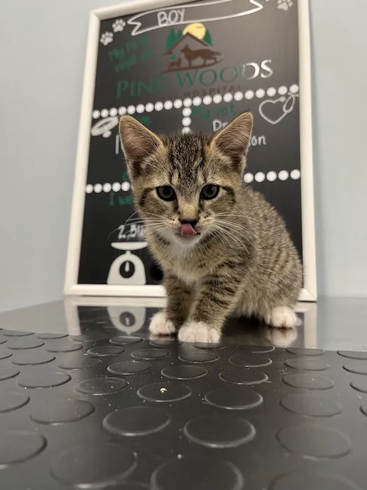 Pine Woods Animal Hospital Picture 10