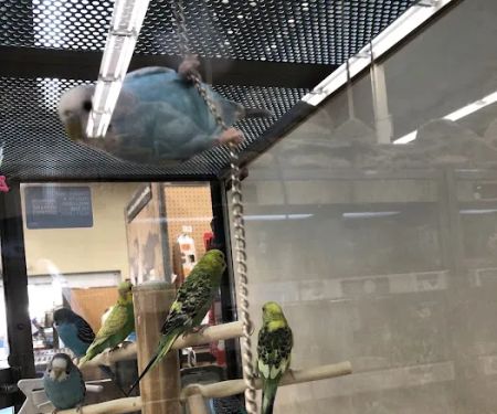 Petco