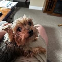 Abington Animal Hospital ico