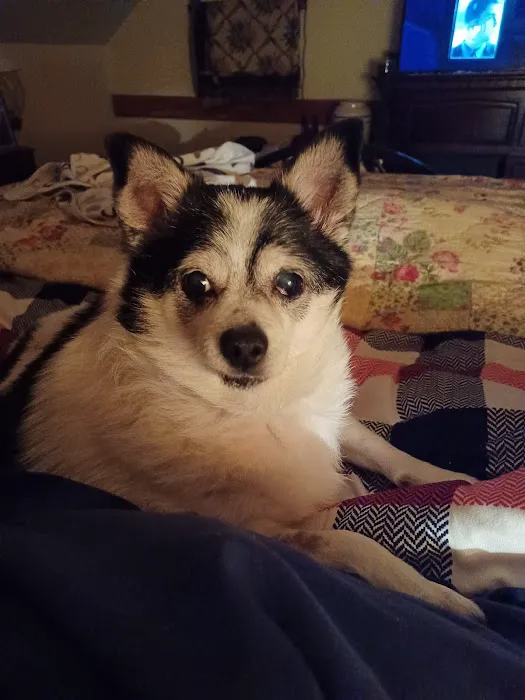 Abington Animal Hospital Picture 7