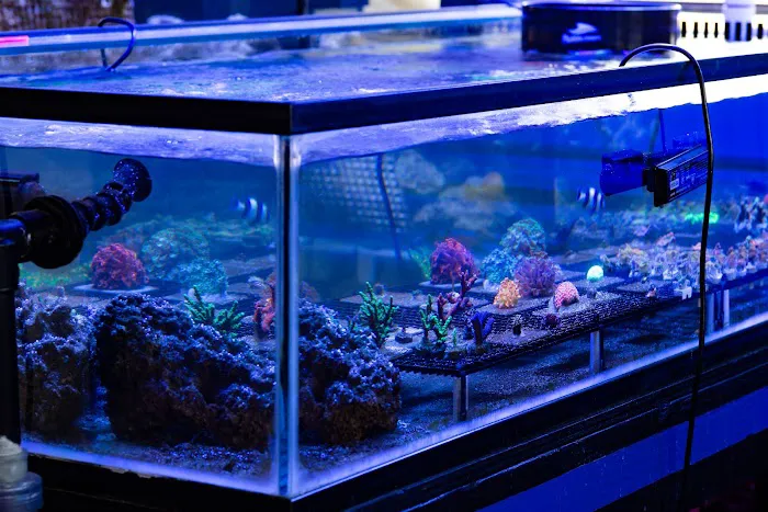 Coral Craze Picture 2