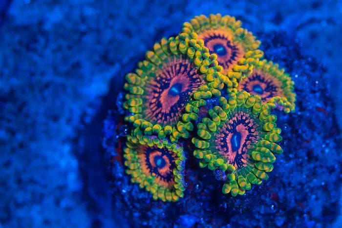 Coral Craze Picture 3