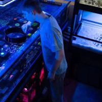 Coral Craze ico