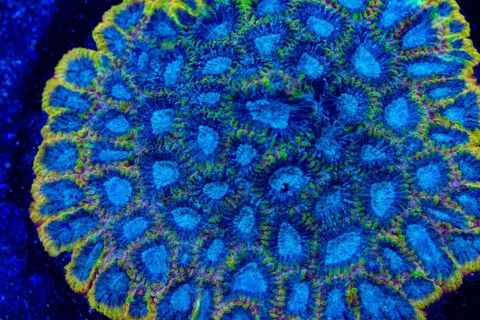 Coral Craze Picture 5