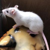 Mogul Pets ico