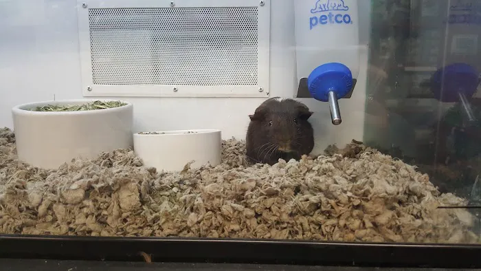 Petco Picture 5