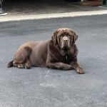 Holbrook Animal Hospital