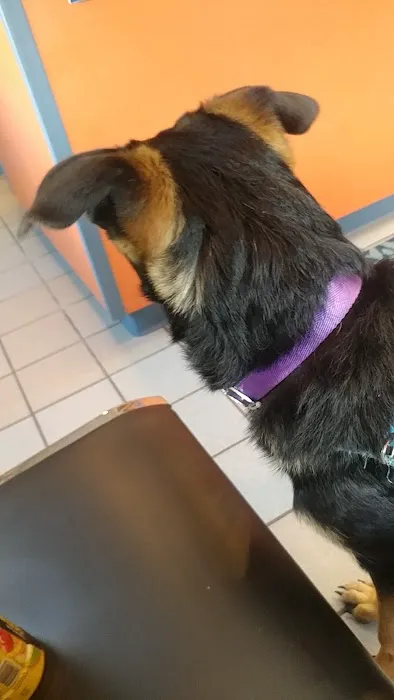 Holbrook Animal Hospital Picture 4