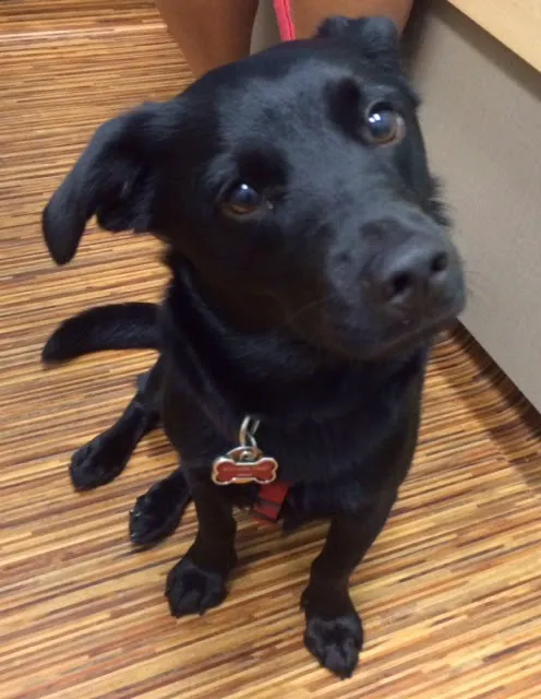 South Hingham Veterinary Services Picture 1