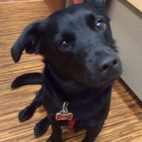 South Hingham Veterinary Services ico