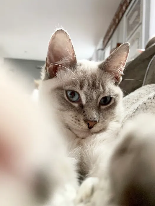 South Hingham Veterinary Services Picture 3