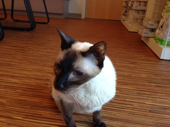 South Hingham Veterinary Services Picture 6