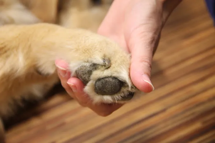 South Hingham Veterinary Services Picture 8