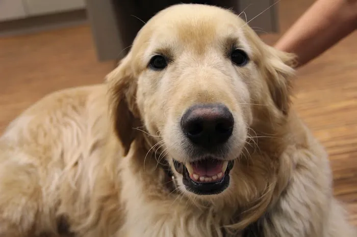 South Hingham Veterinary Services Picture 4