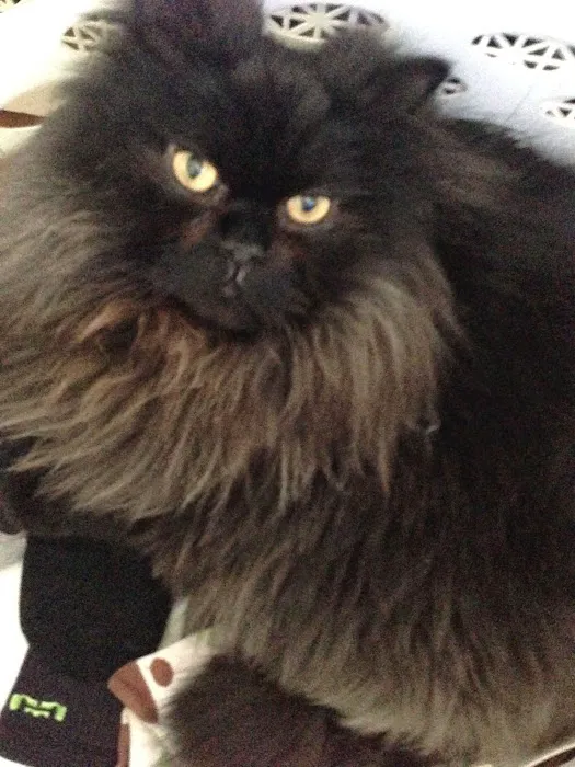 South Hingham Veterinary Services Picture 10