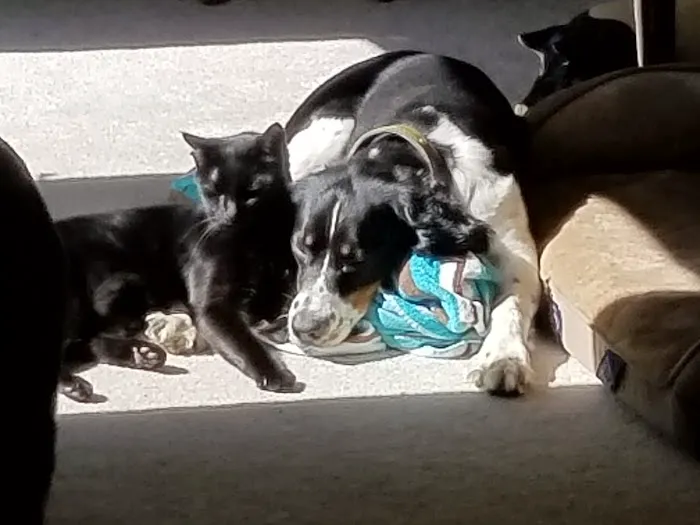 South Hingham Veterinary Services Picture 9