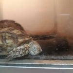 Armstrong's Pet World