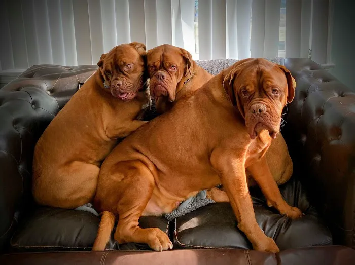 South Shore Animal Services Picture 4