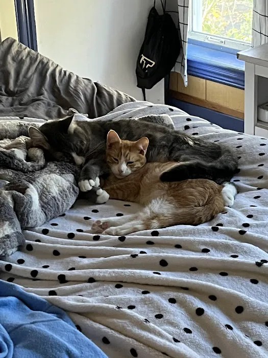 South Shore Animal Services Picture 8