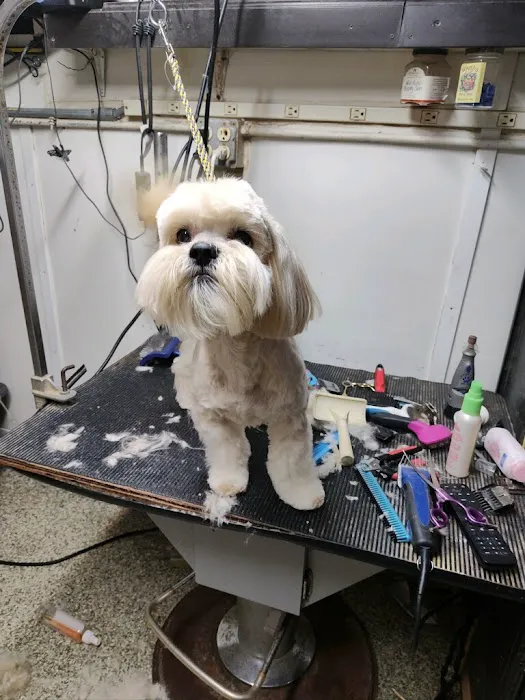 South Shore Animal Services Picture 7
