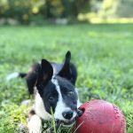 Valley Veterinary Services
