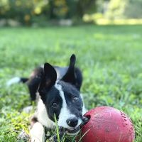 Valley Veterinary Services ico