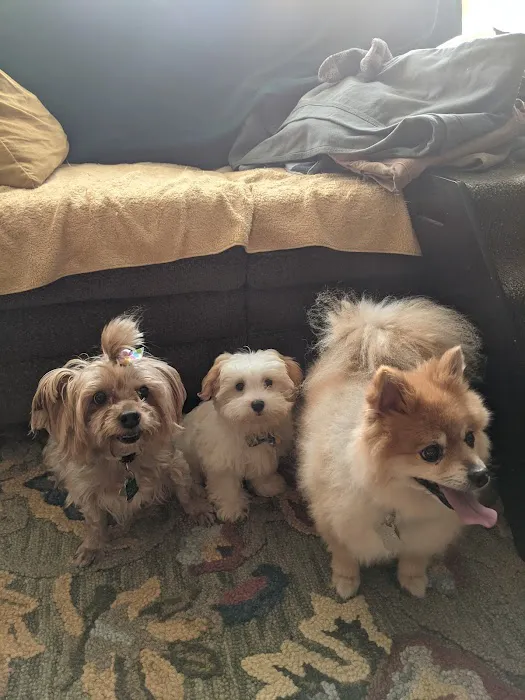 Valley Veterinary Services Picture 3