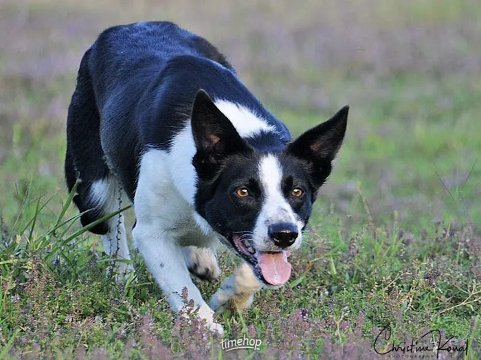 Valley Veterinary Services Picture 2