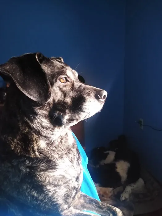 Valley Veterinary Services Picture 5