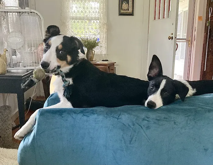 Valley Veterinary Services Picture 6