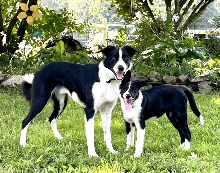 Valley Veterinary Services Picture 4