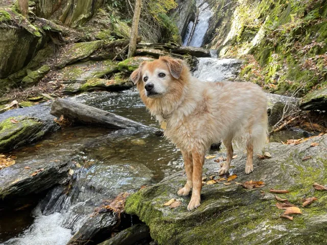 Valley Veterinary Services Picture 8