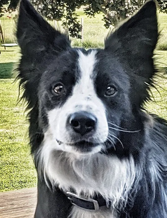 Valley Veterinary Services Picture 9