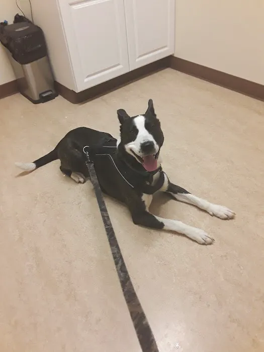 Valley Veterinary Services Picture 7