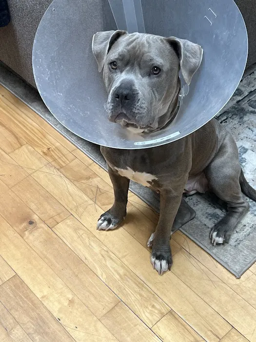 Valley Veterinary Services Picture 10