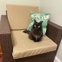 Lenox Cat Hospital ico