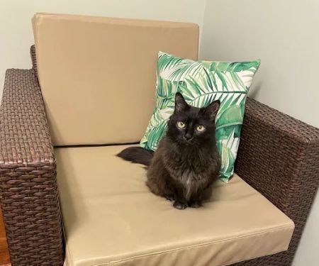 Lenox Cat Hospital