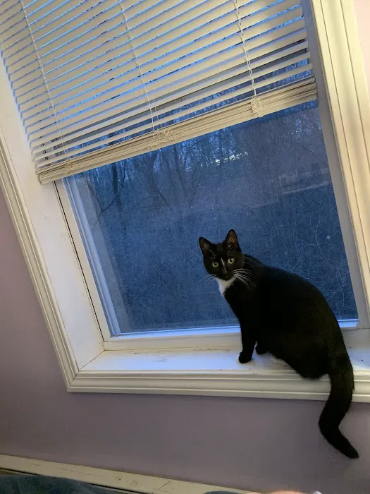 Lenox Cat Hospital Picture 9