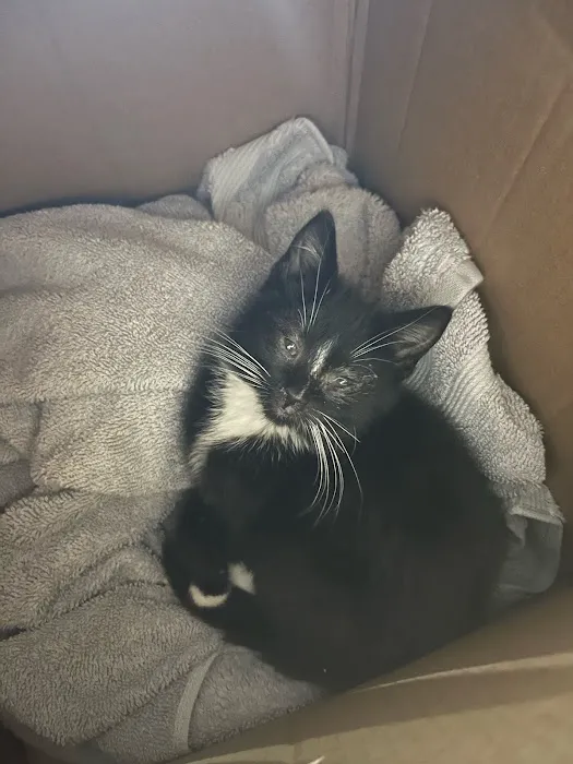 Lenox Cat Hospital Picture 10