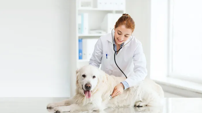 South St Veterinary Services Picture 1