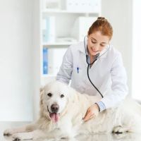 South St Veterinary Services ico