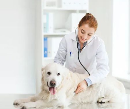 South St Veterinary Services