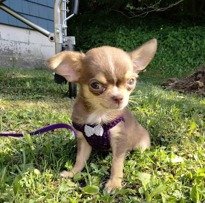 South St Veterinary Services Picture 2