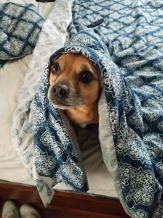 South St Veterinary Services Picture 6