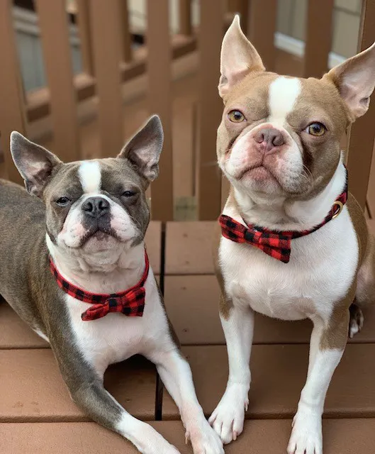 South St Veterinary Services Picture 4