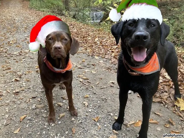 South St Veterinary Services Picture 5