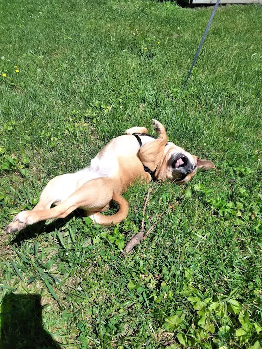 South St Veterinary Services Picture 7