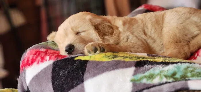 South St Veterinary Services Picture 8